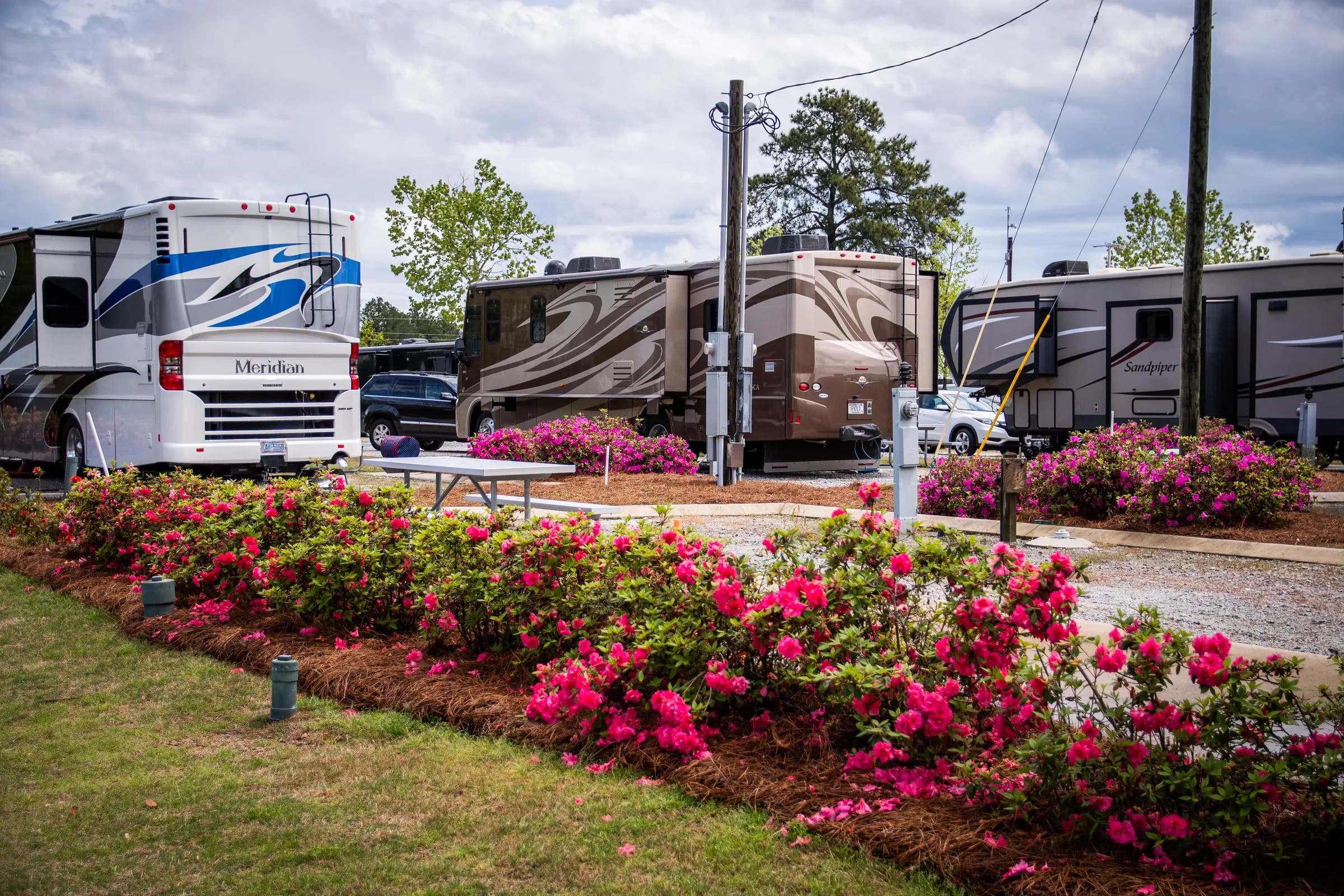 Pink azaleas blooming along a row of motorcoaches at Heritage RV Park